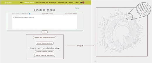 The ‘Genotype String’ query mode accepts a text input in FASTA format, consisting of SNP loci concatenated and ordered by chromosome and position. This input sequence is then compared against all entries in the database, generating a multiple sequence alignment in CLUSTAL format along with a corresponding cladogram tree. In the resulting tree, the branch representing the input sequence is highlighted different color, allowing for immediate visual identification. In the example shown, the input genotype string corresponds to a test sample that clusters closely with the accession ‘Bracalla’ in the cladogram.