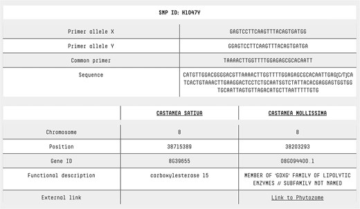 SNP page. At the top of the SNP page, detailed information is provided about the primers used for KASP analysis, along with the sequence containing the SNP of interest. This allows users to understand the assay design and sequence context. At the bottom of the page, annotation data from two reference genomes is presented, offering insights into each SNP’s genomic location, functional context, and potential biological significance. For Castanea mollissima, a direct link to a genome browser is also available, enabling users to explore the genomic context of each SNP in greater detail through an interactive visualization.