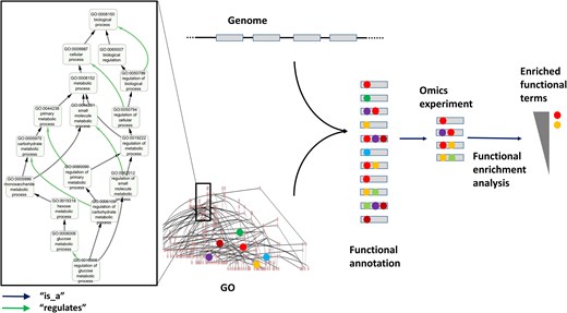 GO structure and usage for functional annotation and enrichment analysis. The left panel displays a subgraph of the GO ‘biological process’ DAG, with the term ‘regulation of glucose metabolic process’ (GO: 0010906) and all its ancestors up to the root of the subontology (‘biological process’, GO:1118150). The ‘is_a’ and ‘regulates’ relationships connecting these terms are indicated. Functional annotation of a set of genes (e.g. a newly sequenced genome) involves assigning GO terms to genes (coloured balls) based on different evidences. Once annotated, gene sets (e.g. those differentially expressed in an omics experiment) can be functionally analyzed by identifying GO terms statistically overrepresented in the set relative to a background (e.g. all genes of the genome).