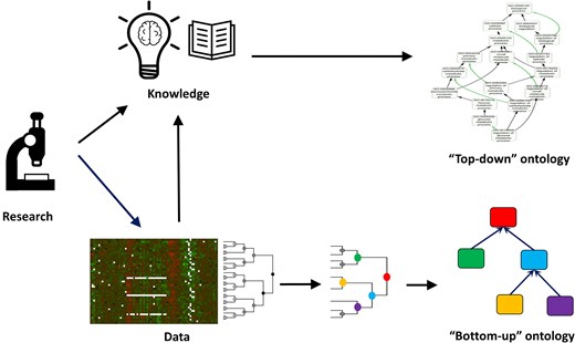 ‘Top-down’ versus ‘bottom-up’ ontology construction. ‘Top-down’ ontologies are created based on expert-curated knowledge. In contrast, ‘bottom-up’ ontologies are derived from data, based on the inherent structure or clustering patterns observed. For example, an ontology can be constructed from clusters of genes identified from expression or protein interaction data.