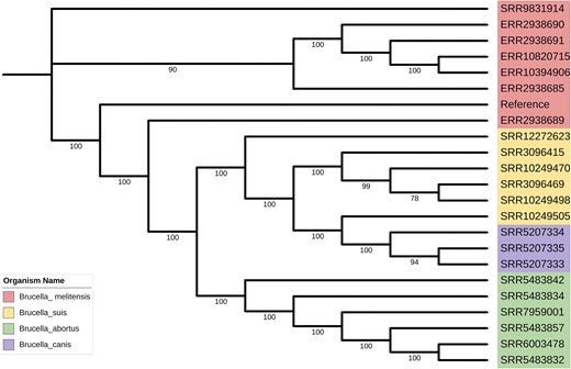 The phylogenetic relationships between various species of Brucella.