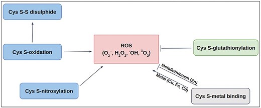 Schematic diagram of Cys-PTMs involved in ROS-related activities: ROS scavenging (—|) and ROS producing (→).