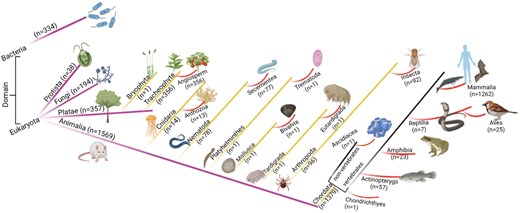 The taxonomic classification of the database. Numbers of entries in each category are shown.