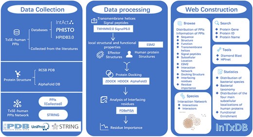 The workflow of InTxDB. The construction of InTxDB involves three main stages: data collection, data processing, and web construction. Data collection integrates three components: TxSE-human PPIs from databases and literature, structural data from PDB and AlphaFold DB, and interaction networks derived from compiled PPIs and STRING. Data processing includes transmembrane helix, signal peptide prediction (TMHMM2.0, SignalP6.0) and analysis of protein’s local structural and functional properties(ESM2), protein docking simulations (ZDOCK, HDOCK, AlphaFold3), and interaction site analysis (PDBePISA). The web platform offers an interactive interface with advanced browsing, search, and computational analysis tools for predicting and studying bacterial effector–host interactions, serving as a comprehensive resource for researchers.