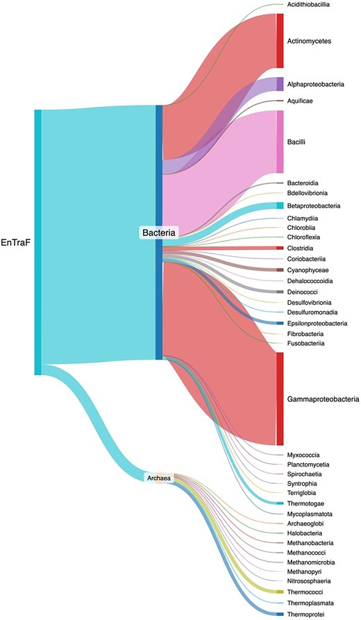 Taxonomic distribution of the TFs included in ENTRAF. Bacterial TFs were identified in 29 orders, whereas archaeal TFs have been characterized into 10 orders. See text for details. A dynamic figure describing the taxonomic distribution for all the TFs has been included as Supplementary Material S1, https://github.com/BioIIMAS/ENTRAF/, and database (Plots).