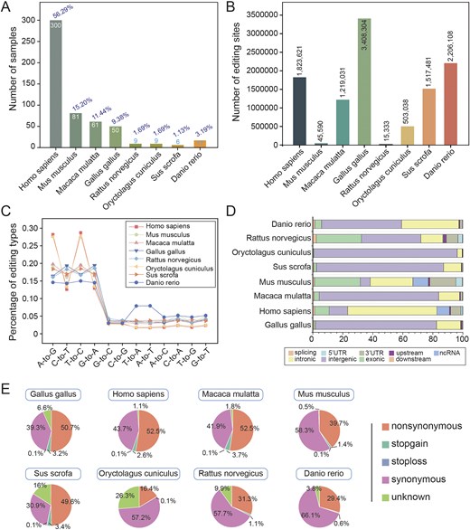 Global characteristics of RNA editing. (A) Number of samples for each species. (B) Number of editing sites identified in each species. (C) Number of 12 editing types per species. (D) Distribution of RNA editing sites in different genomic regions. (E) Functional annotations of RNA editing sites for each species.