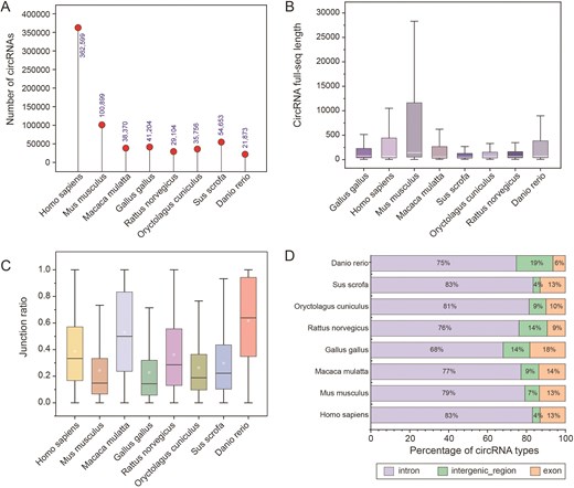 Characterization of different species of circRNAs. (A) Number of circRNAs in different species. (B) Full-length sequences of circRNAs for each species. (C) The junction ratio of circRNAs for each species. (D) Percentage of circRNA types.