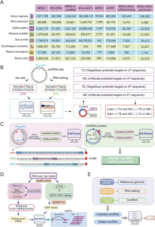. CircAI database functional analysis framework. (A) Statistics of multispecies circRNA editing events. (B) Regulatory impact of RNA editing on circRNA–miRNA interactions. (C) RNA editing-mediated alterations in circRNA coding potential. (D) Workflow for identifying circRNA edQTLs. (E) Structural consequence analysis of RNA editing on circRNA secondary structure.