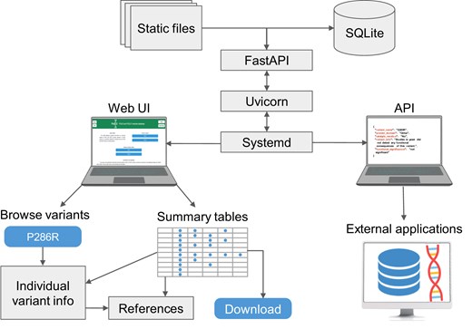 PolED architecture and interface. The PolED database is implemented as a FastAPI-based web application, deployed using Uvicorn, and managed via systemd. The backend stores variant data in an SQLite database and serves both static files and dynamic content. Users can interact with PolED through a web-based interface or programmatically via the API. The interface allows users to explore data on individual variants or view and download summary tables of all variants with demonstrated functional significance. The API enables integration with external tools and workflows (e.g. NGS pipelines, annotation tools, external databases).