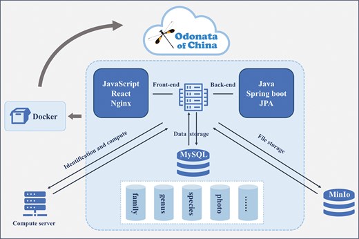 The overall functionality of the database is mainly focused on search, browsing, sequence alignment, image display, and contact information. It adopts a front-end and back-end separation technology, with the front-end and back-end respectively paired with the mainstream development frameworks React and Spring Boot. The database uses MySQL, and uses high-performance object storage MinIO for file storage, with the main file type being images. The entire database is encapsulated using Docker.
