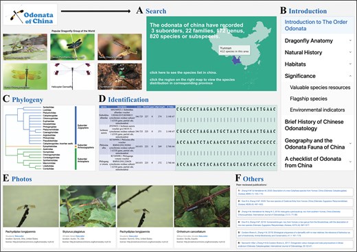 Illustration of browse and search interfaces in Odonata of China database. (A) The search web interface of Odonata of China database. (B) The introduction web interface. (C) The phylogeny web interface. (D) The identification web interface. (E) The photo display page. (F) Display the page of the published paper.