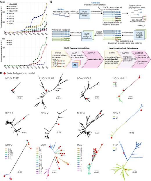 VADR model development of human respiratory viruses. (A) Annual increase in complete genome submissions to NCBI GenBank for human respiratory viruses. The upper plot shows submissions for seasonal respiratory viruses: human metapneumovirus (hMPV), human coronaviruses (HCoV-229E, -HKU1, -NL63, and -OC43), and human parainfluenza viruses (types 1–4). The lower plot displays submissions for vaccine-preventable respiratory viruses: measles virus (MeV), mumps virus (MuV), and rubella virus (RuV). (B) Workflow for VADR model construction. RefSeq prototype genomes were used for initial model generation, except for HCoV-NL63 due to incomplete mature peptide annotations (see the Materials and methods section). Following initial annotation, iterative refinement steps included phylogenetically informed model selection and the incorporation of alternative genomic features to optimize annotation performance and achieve >95% success across datasets. (C) Maximum-likelihood phylogenetic trees of complete genomes analysed for each virus. Red diamonds indicate genome sequences selected for inclusion in the final VADR model libraries. In cases where multiple models were selected, tree branches are color-coded to represent distinct phylogenetic clades/genotypes.