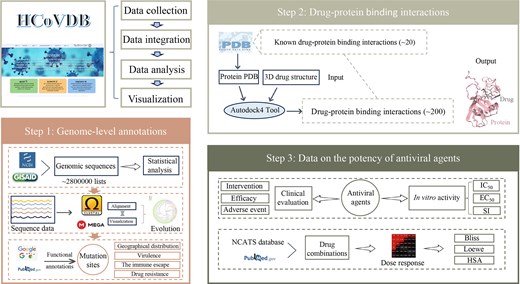 The framework of the HCoVDB database. This database comprises three core components: (1) genomic-level annotations, (2) target protein–compound interactions, and (3) antiviral activity data of small molecules.
