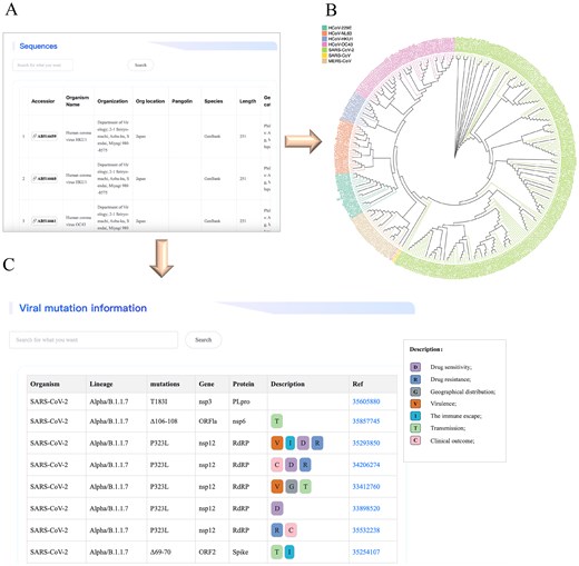 Screenshot illustrating an example of genome exploration in the HCoVDB database. (A) A detailed list of sources and basic information on genomic sequences from human coronaviruses. (B) An evolutionary tree constructed from representative genomic sequences. (C) A functional annotation of viral mutation sites.