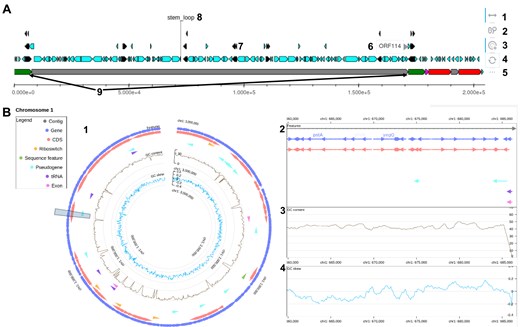 Screenshots of genomic structure and annotation visualizations in MoPSeq-DB. These annotated screenshots illustrate the interactive genomic structure graphs available in MoPSeq-DB, providing users with various interactive options for in-depth exploration of genomic data. (A) For viruses: 1—horizontal movement: navigate along the genome by moving horizontally on the graph; 2—wheel zoom: zoom in and out to inspect specific regions of interest; 3—element selection and isolation: select and isolate specific elements for focused examination of genomic features; 4—revert to base image: reset the graph to its original state; 5—disable labels: remove labels to declutter the visualization; 6—label of a structural region; 7—representation of elements stored in .gff files (CDS, genes …); 8—fixed label for ‘stem_loop’ region; 9—repeated regions are highlighted in the same colour (e.g. green for ‘IRL’). (B) For bacteria and protozoa, one graph is generated per chromosome. Data are visualized on two scales: 1—an overview of the chromosome; 2—an interactive detailed view, allowing horizontal movement, zooming, and access to information about specific elements; 3—GC content; and 4—GC skew along the genome.