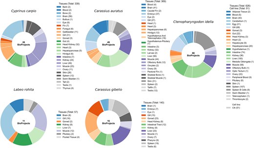 Tissue diversity and sample counts in cyprinid species. Donut charts illustrate the number of BioProjects and the distribution of RNA-seq samples across different tissues for each of the five major Cyprinidae species included in this study. The charts highlight the extensive tissue diversity and sampling depth achieved, providing a robust foundation for comprehensive gene expression profiling.