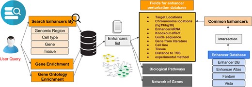 Overview of ePerturbDB website. Users can search the database using genomic region, cell type, gene, or tissue name. ePerturbDB provides results in terms of matching enhancer locations. For each matching enhancer, it provides other details such as study ID, protocol, and corresponding CRISPR sgRNA or siRNA used to perturb it experimentally. It also provides enriched gene ontology and genes for matching enhancers in its database.
