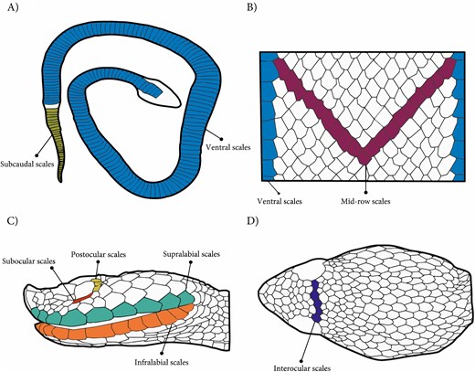 Body and head scales assessed in Porthidium. (A) Dorsal view of the entire body, showing the arrangement of ventral and caudal scales. (B) Enlarged dorsal view of the body, highlighting the mid-row dorsal scales and lateral dorsal scales. (C) Lateral view of the head, indicating subocular, postocular, supralabial, and infralabial scales. (D) Dorsal view of the head, showing the interocular scales. Illustration by Carlos Patron-Rivero.