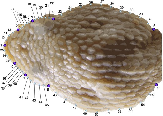 Dorsal view of the head of Porthidium, showing the arrangement of landmarks used in geometric morphometric analyses. 1-8 points represent landmarks, while other points represent semi-landmarks derived from curves, placed at equidistant intervals along anatomical edges. Illustration by Carlos Patron-Rivero.