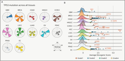 Tissue-specificity of TP53 mutation and candidate driver mutations. (A) Radar plots displaying the evaluation of TP53 mutations across 12 cancer types. Each sector of the radar plot represents a different functional category: PB, EP, IM, PE, and AD. (B) Distribution of the AOS across 12 cancer types. The density plots show the complete distribution of AOS values for all mutations with >5% frequency in each cohort. The overlaid dots represent only those mutations identified as statistical outliers and classified into Grades 1, 2A, 2B, and 3. This four-tier grading system classifies mutations based on their outlier status and prior driver knowledge, as detailed in the section “Methods.” Key Grade 1 driver mutations are labeled with their gene names.