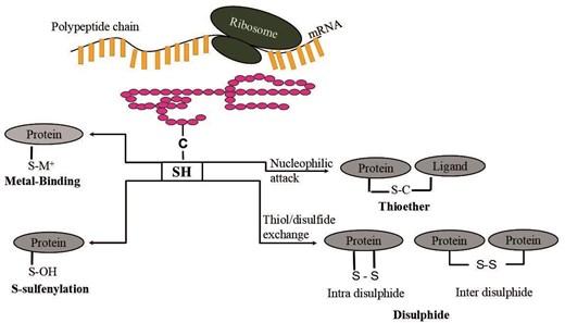 Schematic representation of four cysteine PTMs described in the CysDuF database.