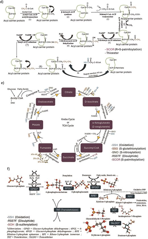 Schematic representations of Cys-PTMs in different pathways curated from literature, (a) ETC, (b) Fe–S cluster biogenesis, (c) glutathione biosynthesis, (d) fatty acid biosynthesis, (e) Kreb’s cycle, (f) pentose phosphate pathways. The amino acids and protein structures were depicted using VMD software. The small molecules were obtained from PubChem database. Cartoon diagrams were created using Microsoft PowerPoint.