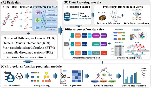 Framework overview of ProteoformDB. (A) Basic data of ProteoformDB include data from genes to proteoforms, Clusters of Orthologous Groups, domain–domain interactions, post-translational modifications, intrinsically disordered regions, and proteoform-disease associations. The data storage is powered by MySQL. (B) Data browsing module comprises five parts: information search, proteoform functional information, orthologous proteoforms search, proteoform generation map, and proteoform comparison. (C) Proteoform function prediction module implements a five-step automatic workflow, including task submission, data processing, function prediction, result visualization, and performance evaluation.