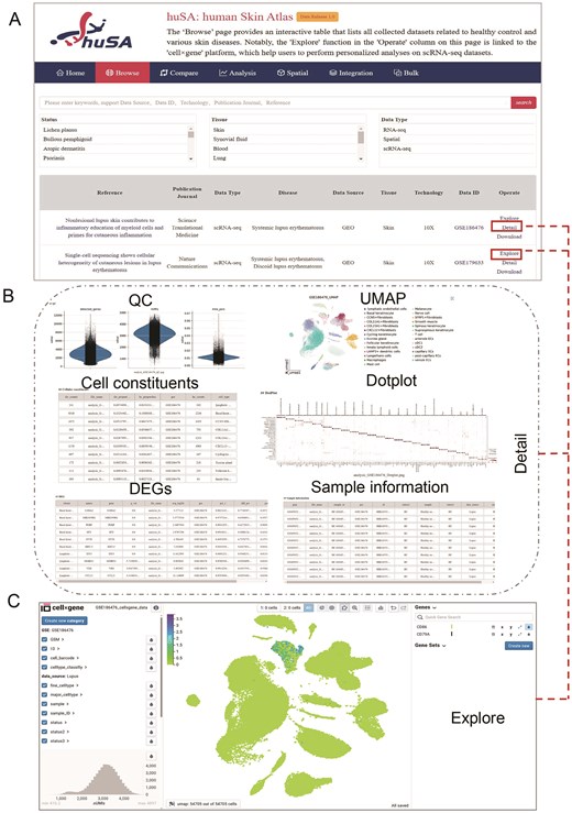The browse interface of huSA. (A) An overview of the ‘Browse’ pages, including a Table displaying all collected datasets, detailed information, and the search functionality. (B) An additional page demonstrating that the ‘Detail’ option provides users with detailed results of scRNA-seq datasets. (C) The ‘cell × gene’ platform that links to the ‘Explore’ options in the ‘Operate’ column, enabling users to investigate gene expression patterns in scRNA-seq datasets.