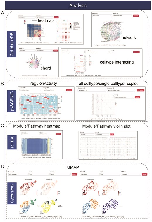 Four main advanced function in the ‘Analysis’ module. (A) The CellphoneDB includes 4 different visualized method to show the results of cell-cell interaction. (B) The pySCENIC encompasses heatmap to show regulon activity and rssplot to display all cell type/single cell type rss score. (C) Heatmap and violin plot represent enriched metabolic module/pathway in the analysis of scFEA. (D) The UMAP shows the predicted cell status of differentiation.