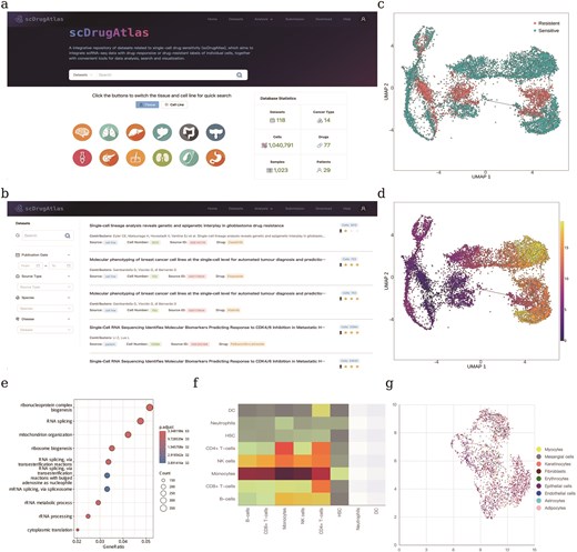 Overview of the scDrugAtlas web platform and its functional modules.(a) Homepage of scDrugAtlas. (b) Dataset listing and filtering interface, allowing users to search by source type, species, release date, and disease. (c) Evolutionary trajectory of tumour cells annotated with drug response labels (resistant vs sensitive). (d) Evolutionary trajectory of tumour cells annotated with inferred pseudotime values. (e) Functional enrichment analysis based on differentially expressed genes between sensitive and resistant cells. (f) Cell–cell communication analysis between different types of cells. (g) UMAP visualization of scRNA-seq data with annotated cell types.