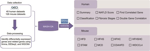 Two functionally independent and user-friendly modules of MASH-GA, MASH-Human and MASH-Mouse, which support visualization, comparison, and integration of transcriptomic data from human clinical samples and mouse experimental models, respectively.