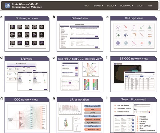 A figure illustrates BDCD web portal interface, showcasing its interactive data exploration modules. The platform allows users to browse cell–cell communication data by brain region, dataset, and cell type; view specific ligand–receptor interactions and condition-specific analyses; visualize communication networks; and access integrated annotations from structural, genomic, and pharmacological databases.