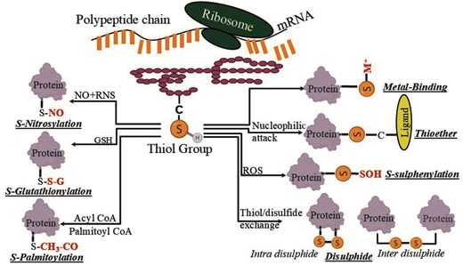 Diagram of Cys-PTM used in this study.
