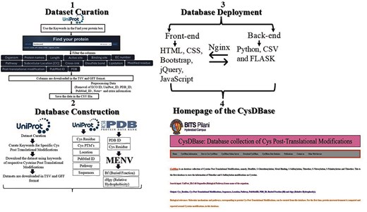 CysDBase work flow.