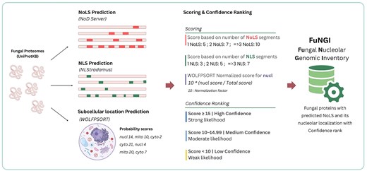 Schematic flowchart of the FuNGI database construction pipeline, arranged left to right in four stages. Stage 1: Input of fungal proteomes retrieved from UniProtKB. Stage 2: For each proteome, three parallel sequence-based predictions are performed: nucleolar localization signal (NoLS) prediction using the NoD server, nuclear localization signal (NLS) prediction using NLStradamus, and subcellular localization prediction using WoLF PSORT, which outputs probability scores for nuclear, mitochondrial, and cytoplasmic compartments. Stage 3: A composite scoring system assigns points based on the number of predicted NoLS segments (5, 7, or 10 points for one, two, or more than three NoLSs), the number of predicted NLS segments (3, 5, or 7 points for one, two, or more than three NLSs), and the WoLF PSORT normalized nuclear score. Proteins are then ranked into three confidence levels: high confidence (score ≥ 15), medium confidence (score 10–14.99), and low confidence (score < 10). Stage 4: The curated set of fungal proteins with predicted NoLSs and their assigned confidence ranks are integrated into the FuNGI database.