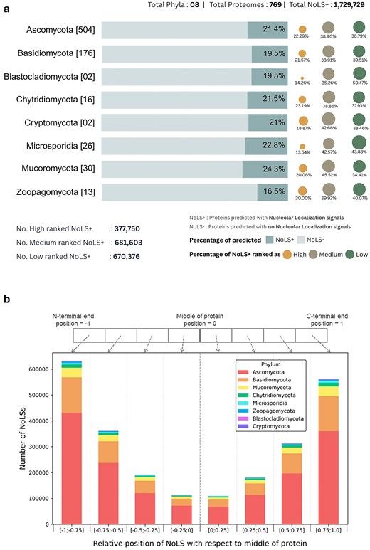 Two-panel figure summarizing nucleolar localization predictions in FuNGI. Panel (a): horizontal bar chart of the percentage of proteins predicted to contain nucleolar localization signals (NoLS+) across eight fungal phyla, ranging from approximately 16% to 24%, with dots showing the proportion classified at high, medium, and low confidence ranks; total NoLS+ counts in the current database version are 377,750 high-ranked, 681,603 medium-ranked, and 670,376 low-ranked. Panel (b): stacked bar chart showing the positional distribution of predicted NoLS segments along proteins, normalized to the midpoint. NoLSs are enriched near the N- and C-terminal ends and depleted near the middle, with bars subdivided by phylum.