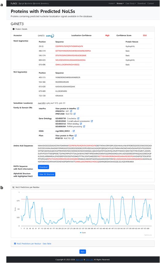 Two-panel screenshot of the protein detail page in FuNGI for an example protein (UniProt accession G4NFT3). Panel (a): the protein information page, displaying overall localization confidence rank and score, tables of predicted nucleolar localization signal (NoLS) and nuclear localization signal (NLS) segments with their positions, sequences, and biochemical nature, subcellular location predictions, cross-references to InterPro, Gene Ontology, KEGG, and Pfam, the full amino acid sequence of the protein with predicted NoLS segments highlighted in red, and download buttons for the FASTA sequence and AlphaFold 3D structure. Panel (b): a line graph showing per-residue NoD server prediction scores along the protein, with a red horizontal threshold line at 0.8 marking the cut-off above which a NoLS segment is predicted. Peaks rising above this threshold correspond to the NoLS segments listed in panel (a).