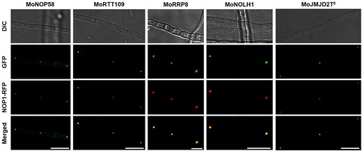 Fluorescence microscopy panel showing co-localization of five candidate nucleolar proteins predicted by FuNGI with the nucleolar marker MoNOP1-RFP in Magnaporthe oryzae hyphae. The figure is a 4×5 grid: five columns correspond to hyphae co-expressing MoNOP1-RFP with one of five GFP-tagged candidate proteins (MoNOP58, MoRTT109, MoRRP8, MoNOLH1, and MoJMJD2T0), and four rows show differential interference contrast (DIC), GFP fluorescence (candidate protein), red fluorescence (MoNOP1-RFP), and a merged channel. Yellow puncta in the merged panels indicate co-localization of each candidate protein with the nucleolus, confirming the FuNGI predictions. Scale bars = 10 µm.