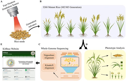 Schematic diagram in five panels (A–E) illustrating the experimental strategy used to develop and expand the KitBase Kitaake FN-mutagenized rice population. (A) Illustration of an FN-irradiation source emitting a red beam onto a pile of rice seeds, representing the M₀-generation KitaakeX seeds subjected to fast-neutron mutagenesis; an arrow labelled "Generation Advance" leads to the next panel, indicating that the resulting M₁ plants were self-fertilized to produce M₂ seeds. (B) Illustration of six adult rice plants of varying heights and panicle morphologies, labelled "3268 Mutant Rice (M₂/M₃ Generation)", representing the full set of independent mutagenized lineages used in this study. (C) Whole Genome Sequencing panel showing a stylized sequencing workflow: tubes containing leaf tissue feeding into a sequencer, with two alignment branches labelled "Nipponbare Alignment" and "KitaakeX Alignment", representing the dual-reference alignment strategy applied to the sequencing reads. (D) Phenotype Analysis panel showing illustrations of a mature rice plant, a panicle with seeds, a leaf, and measurement icons, representing the systematic phenotypic characterization of a subset of M₂/M₃ mutant lines for agronomically relevant traits such as plant height, panicle architecture, seed traits, and leaf morphology. (E) Screenshot of the KitBase website home page showing the navigation menu, a banner announcing "Chromosome scale assembly and annotation of KitaakeX now available", and summary tiles for JBrowse, Search, Seed Stock, Publications, BLAST, and Download, representing the public web interface through which the genomic and phenotypic data are accessible. Arrows between panels indicate the sequential flow of the experimental pipeline from mutagenesis through generation advance, sequencing, phenotyping, and final integration into the public database.