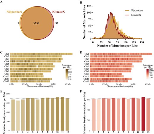 Six-panel composite figure characterizing the genome-wide distribution of mutations across the 3268 FN-induced Kitaake rice mutant lines aligned to the Nipponbare and KitaakeX reference genomes. (A) Venn diagram showing the overlap of mutant lines aligned to each reference: 1 line was aligned exclusively to Nipponbare, 37 lines exclusively to KitaakeX, and 3230 lines to both references. (B) Overlapping frequency distributions of the number of detected mutations per line for the Nipponbare and KitaakeX alignments, shown from 0 to 150 mutations per line. Both distributions are approximately normal and centred near 60 mutations per line, with the Nipponbare distribution shifted slightly to the right of the KitaakeX distribution, reflecting the higher average mutation count obtained with Nipponbare. (C, D) Heatmap of mutation density across the 12 rice chromosomes in 500 kb bins for the (C) Nipponbare and (D) KitaakeX alignments. Each horizontal strip represents one chromosome, plotted along the x-axis from 0 Mb to approximately 45 Mb. Mutation density is encoded as a colour gradient capped at 1250 mut/Mb, with lighter shades indicating low density and darker shades indicating high density. Both heatmaps show broadly uniform mutation density across all chromosomes, with no obvious hotspots and no chromosome appearing systematically darker or lighter than the others. (E, F) Bar chart of per-chromosome mutation density (mutations per Mb) for the (E) Nipponbare and (F) KitaakeX alignments. Each bar represents the total number of mutations mapped to one chromosome, normalized by chromosome length. The dashed horizontal line indicates the genome-wide average density, approximately 698 mut/Mb for Nipponbare and 623 mut/Mb for KitaakeX.