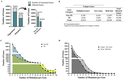 Four-panel composite figure summarizing the affected-gene coverage and mutation distribution in the 3268 FN-induced Kitaake rice mutant lines. (A) Two stacked bar charts comparing the proportion of annotated genes affected by FN-induced mutations. The left chart compares the Nipponbare and KitaakeX reference genomes without subdivision: 78.49% of annotated Nipponbare genes and 70.38% of annotated KitaakeX genes are affected by at least one mutation. The right chart subdivides Nipponbare genes into non-TE and TE-related categories, with 76.67% of non-TE genes and 84.99% of TE-related genes affected. In each bar, the lower darker portion represents affected genes and the upper lighter portion represents the total annotated gene set. (B) Summary table reporting the number of unique affected genes identified in the original 1504-line published set (Li et al., 2017), the 1764 newly sequenced lines, and both sets combined, stratified by gene category. The combined dataset comprises 29,550 non-TE and 14,396 TE-related affected genes, totalling 43,946 unique mutated genes in the Nipponbare reference. (C) Frequency distribution of mutations per gene across the entire KitBase population in the Nipponbare alignment, plotted on a discontinuous y-axis to accommodate the wide range of values. Non-TE genes are shown as circular markers and TE-related genes as triangular markers. Both curves decline steeply with increasing mutation count, but TE-related genes show progressive enrichment toward higher mutation frequencies (>10 mutations per gene), while non-TE genes are concentrated at one to three mutations per gene. (D) Frequency distribution of mutations per gene within the newly sequenced lines, also on a discontinuous y-axis. Genes uniquely affected in the new set are shown as circular markers (lighter contrast) and genes mutated in both the previous and new sequenced sets are shown as triangular markers (darker contrast).