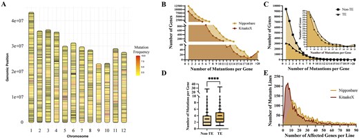 Five-panel composite figure characterizing the genome-wide distribution and frequency of mutations within affected genes in the FN-induced Kitaake rice mutant population. (A) Chromosome ideograms for the 12 rice chromosomes from the Nipponbare alignment, displayed vertically and aligned by genomic position. Each gene is represented as a horizontal mark coloured by its mutation count: lighter shades indicate a single mutation, darker shades indicate ten or more mutations, non-mutated genes appear in black, and intergenic regions appear in white. Affected genes are distributed broadly across all 12 chromosomes with no obvious clustering, and most genes carry low to moderate mutation counts. (B) Line plot showing the frequency distribution of mutations per gene across all affected genes for the Nipponbare and KitaakeX alignments. Both distributions decline steeply with increasing mutation count, with the majority of genes carrying one or two mutations and a long tail extending toward more than 20 mutations per gene. Nipponbare consistently shows higher gene counts across the distribution. (C) Frequency distribution of mutation occurrences per gene in the Nipponbare alignment, stratified by gene classification. Non-TE genes are concentrated at low mutation counts (one or two mutations per gene), while TE-related genes show a broader distribution with progressive enrichment toward higher mutation counts. (D) Boxplot comparing the number of mutations per gene between non-TE and TE-related genes in the Nipponbare alignment. TE-related genes show a significantly higher median and broader spread than non-TE genes (two-sample t-test, p < 0.0001, indicated by four asterisks). (E) Frequency distribution of the number of affected genes per mutant line for both the Nipponbare and KitaakeX alignments. Most lines carry fewer than 50 affected genes, with the Nipponbare distribution shifted toward higher per-line gene counts than the KitaakeX distribution, reflecting the broader gene annotation in the Nipponbare reference. The distributions are right-skewed, with a small number of lines exhibiting more than 80 affected genes.