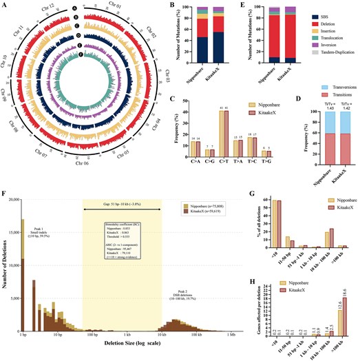 Eight-panel composite figure summarizing the genome-wide distribution and frequency of mutation types in the FN-induced Kitaake rice mutant population. (A) Circular Circos-style plot of the 12 rice chromosomes with six concentric data tracks, showing that all five mutation types (deletions, insertions, single-base substitutions, inversions, and translocations) are distributed broadly and uniformly across all chromosomes, with no pronounced hotspots. (B) Stacked bar chart comparing the overall mutation-type composition between the Nipponbare and KitaakeX alignments. Single-base substitutions (SBSs) and deletions are the dominant categories in both alignments, together accounting for approximately 80% of all mutations. SBSs are more abundant in the KitaakeX alignment than in the Nipponbare alignment, while deletions, insertions, and translocations are slightly more abundant in Nipponbare. Tandem duplications are present only in a small fraction of the Nipponbare-aligned data. (C) Grouped bar chart of the six pyrimidine-reference SBS6 substitution classes (C>A, C>G, C>T, T>A, T>C, T>G) showing nearly identical spectra in the two alignments, with C>T transitions dominating at ~41% of all SBSs, more than twice the frequency of any other class. (D) Stacked bars showing the proportion of transitions versus transversions in each alignment; transitions account for ~59% of substitutions, yielding Ti/Tv ratios of 1.43 (Nipponbare) and 1.42 (KitaakeX). (E) Stacked bar chart showing the frequency of each mutation type specifically within affected gene bodies; deletions are the predominant mutation type within genes in both alignments. (F) Log₁₀-scale histogram of deletion sizes from 1 bp to >1 Mb. The distribution is clearly bimodal: a tall first peak of small indels (≤50 bp), a sparse middle region (51 bp–10 kb) highlighted as a shaded gap zone, and a second peak corresponding to large DSB-mediated deletions (10–100 kb). The bimodality coefficients (0.853 and 0.863, exceeding the 0.555 threshold) and the ΔBIC values (>79,000 between one- and two-component Gaussian mixture models) are annotated within the panel and confirm strong statistical support for two components. (G) Grouped bar chart showing the percentage of deletions falling into six size classes (≤10 bp, 11–50 bp, 51 bp–1 kb, 1–10 kb, 10–100 kb, >100 kb) for each alignment, with the ≤10 bp class containing the majority of deletions (~59%) and the 10–100 kb class forming the second-largest group (~20–24%). (H) Grouped bar chart showing the average number of genes affected per deletion event in each size class. Small deletions (≤10 bp) disrupt on average <0.2 genes per event, while deletions exceeding 100 kb disrupt an average of 12.6 genes per event in the Nipponbare alignment and 18.6 genes per event in the KitaakeX alignment, illustrating the dramatic difference in gene-disruption impact between micro-indels and large structural deletions.