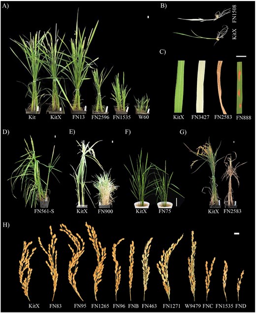 Composite photograph of FN-mutagenized KitaakeX rice plants and panicles illustrating phenotypic diversity. (A) Six adult plants side by side showing a gradient of plant heights from tall to dwarf: wild-type Kitaake and KitaakeX (similar tall stature), FN13 (tall, vigorous tillering), FN2596 (intermediate), FN1535 (semi-dwarf), and W60 (severe dwarf). (B) Two seedlings: a white, chlorophyll-deficient FN1508 albino seedling above a green KitaakeX wild-type seedling. (C) Four detached leaf segments displaying contrasting leaf phenotypes: green wild-type KitaakeX, fully white (albino) FN3427, uniformly necrotic (brown) FN2583, and green FN888 with discrete red-brown lesion-mimic spots. (D) Two FN561-S plants in the same pot, one exhibiting reduced tiller number compared to the other. (E) Side-by-side comparison of KitaakeX (moderate tillering) and FN900 (markedly enhanced tillering with many narrow shoots). (F) KitaakeX and the early-flowering line FN75 grown for the same duration, with FN75 visibly more developmentally advanced. (G) KitaakeX next to FN2583, which shows early senescence with widespread leaf yellowing and drying. (H) Twelve mature panicles arranged horizontally for comparison of length, grain density, fertility, and seed number per panicle: KitaakeX, FN83, FN95, FN1265, FN96, FNB (FN1135), FN463, FN1271, W9479, FNC (FN1299), FN1535, and FND (FN1727). Panicles range from long and densely filled (e.g., FN95, FN1265) to short and sparsely filled (e.g., FN1535, FND).