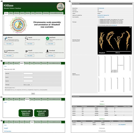 Five screenshots of the KitBase web interface (https://kitbase.ucdavis.edu). (A) Home page showing the top navigation bar with links to Home, About, JBrowse, Search, Browse, Tools, Seed Order, Download, and Protocols/Webinars/Links, alongside summary tiles for JBrowse, Search, Seed Stock, Publications, BLAST, and Download. (B) Search page for querying mutant lines with four input fields: Mutant ID, Gene ID, Keyword, and a Phenotype dropdown menu. (C) Browse page displaying two large clickable buttons that allow users to select either the Nipponbare or KitaakeX reference-genome alignment to view associated mutant-line data. (D) Tools page showing two utilities: BLAST and an ID Converter that translates between Nipponbare and KitaakeX gene identifiers. (E) A representative mutant-line information page for line FN-1, listing generation (M₂), species (Oryza sativa), cultivar (Kitaake), BAM file link, seed availability, four normalized phenotype values, a phenotype comparison image of FN-1 panicles next to KitaakeX, a chromosome-level variant map, and structured tables of detected deletions and insertions with chromosomal coordinates, sizes, and affected gene counts.