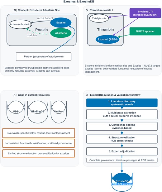 Four-panel conceptual framework diagram. Panel A: schematic comparing exosites (partner recruitment sites) versus allosteric sites (regulatory sites) on a protein surface. Panel B: structural illustration of thrombin with exosite I targeted by bivalent inhibitors (hirudin, bivalirudin) and the NU172 aptamer. Panel C: three boxes listing gaps in existing databases: no exosite-specific fields, absent residue-level contact mapping, and limited structure-function cross-validation. Panel D: flowchart of the ExositeDB curation workflow showing six stages: literature discovery, multi-pass AI extraction, confidence scoring, structure validation, expert adjudication, and final FAIR-compliant database with API access.