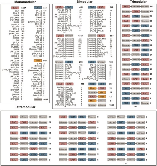 Schematic representation of the number of occurences of domain architectures in the newly created PhaLP 2.0 database.