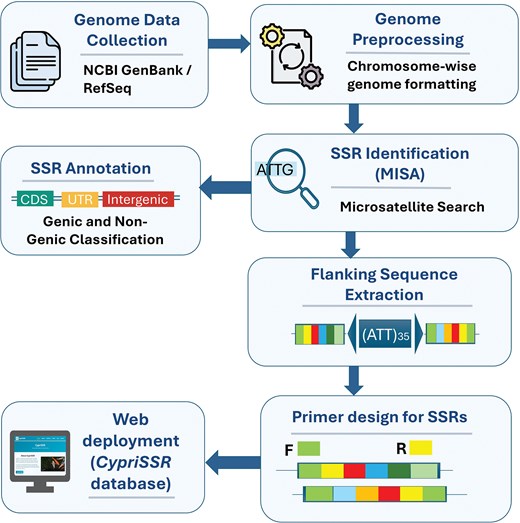 Workflow illustrating the development of the CypriSSR database. Genome assemblies were collected from NCBI GenBank/RefSeq and preprocessed into chromosome-wise genome files. SSRs were identified using MISA, annotated into genic and non-genic regions, and flanking sequences were extracted for primer design. The resulting SSR data, annotations, and primers were integrated into the CypriSSR web database for public access.