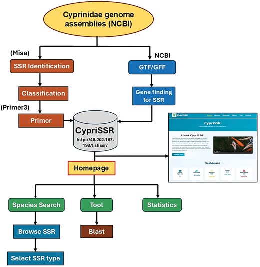 Architecture and workflow of the CypriSSR database. Cyprinidae genome assemblies and GTF/GFF annotation files obtained from NCBI are processed through a computational pipeline for SSR identification, classification, gene annotation, and primer design. The processed data are integrated into the CypriSSR database and made available through a web interface. The homepage provides features including species search, SSR browsing and filtering, BLAST sequence search, statistical summaries, and access to SSR type information.