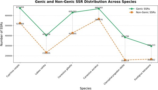 Line graph showing the distribution of genic and non-genic SSRs across six cyprinid species: Cyprinus carpio, Labeo rohita, Carassius gibelio, Carassius auratus, Ctenopharyngodon idella, and Puntigrus tetrazona. The x-axis represents species and the y-axis represents the number of SSRs. For each species, the number of genic SSRs is higher than the number of non-genic SSRs. The highest counts are observed in Cyprinus carpio and Carassius auratus, while Puntigrus tetrazona has the lowest counts.
